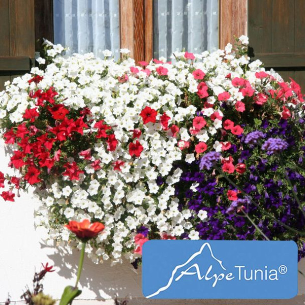 AlpeTunia® White (3)