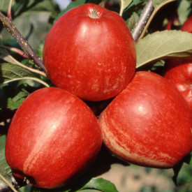 Gala jabloň, volné kořeny