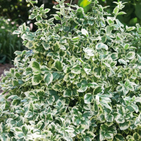 Brslen Fortuneův 'Emerald'n Gold'