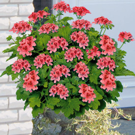 Orangino, muškát (3)