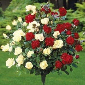 Stromková růže Bicolor