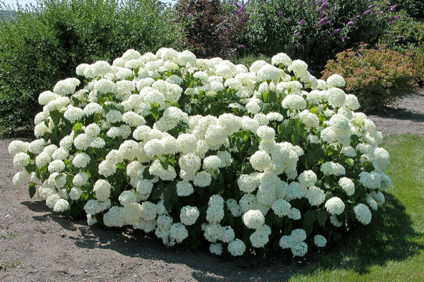 Hortenzie Annabelle