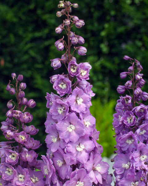 Ostrožka stračka, růžová