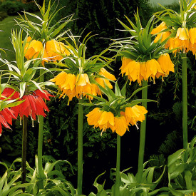 Řebčík královský, žlutý (1)