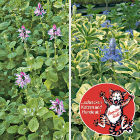 Africká kopřiva, zelené listy (6)