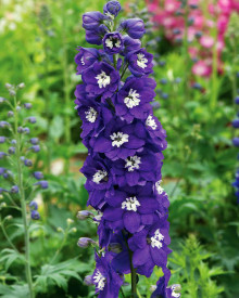 Ostrožka stračka, modrá