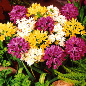 Drobnokvětý okrasný česnek (25)