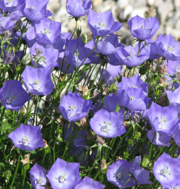 Zvonek karpatský, modrý (3)