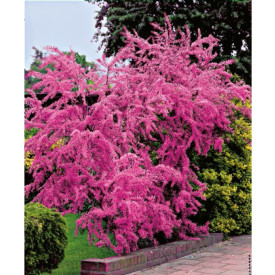 Tamaryšek čtyřmužný