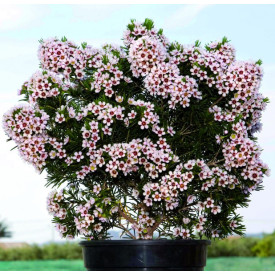 Waxflower