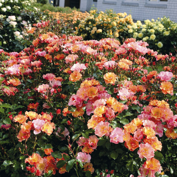 Půdokryvná růže Jazz (3)