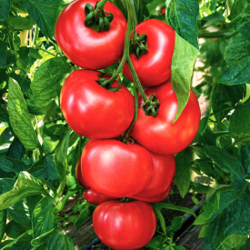 Honey Moon, rajčata