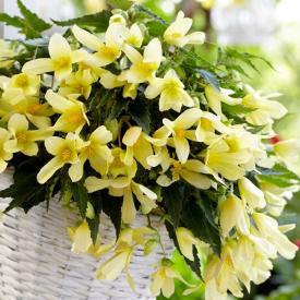 Begónie Beauvilia® , Lemon (1)