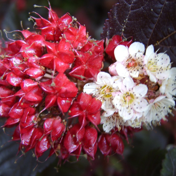 Tavola kalinolistá(1)