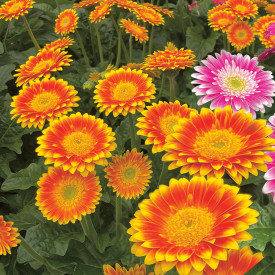 Gerbera Sweet Blaze