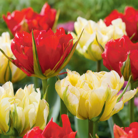 Sweet & Love Valley Mix, tulipány (6)