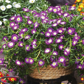 Delosperma Violett Wonder (3)