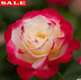 Nostalgie, kontejner