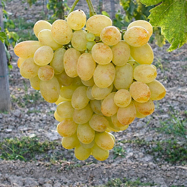 Eva, vinná réva