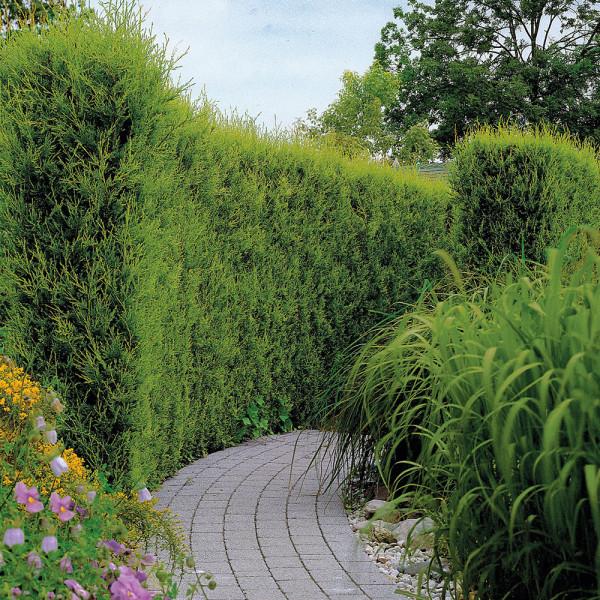 Cypřišovec Leylandův 80/100 cm, kontejner