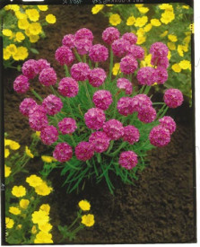 Trávnička přímořská (3)