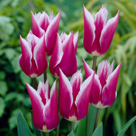 Claudia, tulipány