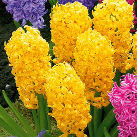 Hyacinty, žluté(3)