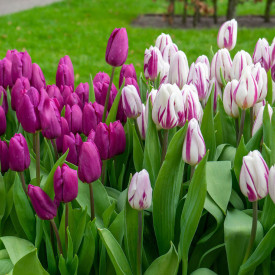 Prince Brothers, tulipány (10)