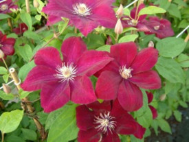 Klematis Rouge Cardinal