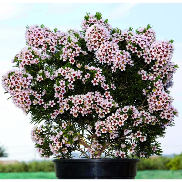 Waxflower