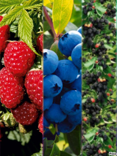 Malina + borůvka + ostružina