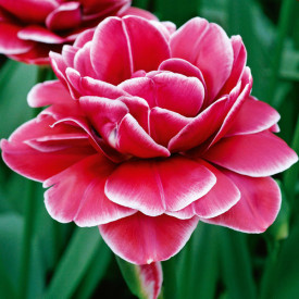Dream Touch tulipán