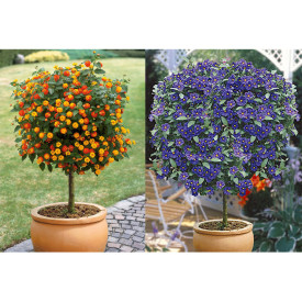 Lantana + Hořcový stromek