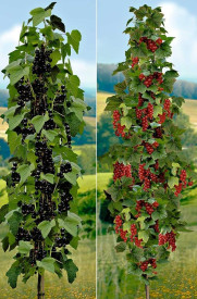 2 sloupovité rybízy