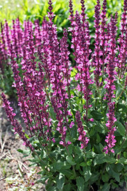 Šalvěj hajní, růžová