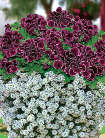 Aristo Black Beauty, větší + Snow Princess