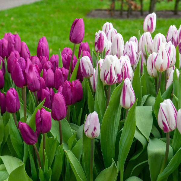 Prince Brothers, tulipány (10)