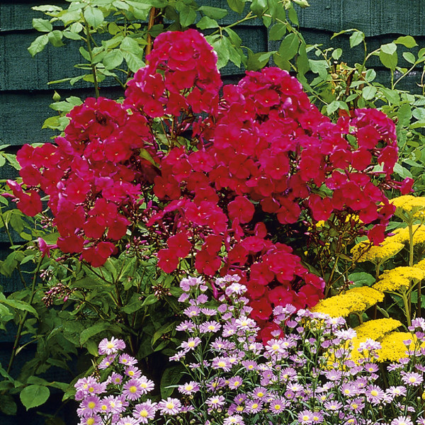 Plamenka latnatá, červená