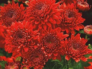 Chryzantéma Feuerzauber (1)