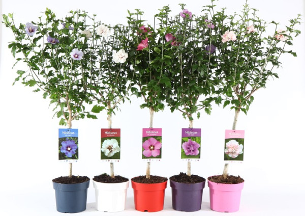 Ibišek syrský stromek, mix barev