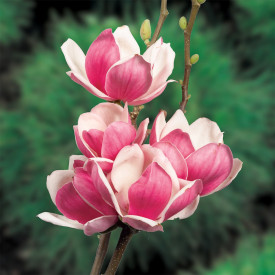 Magnolie Satisfaction 