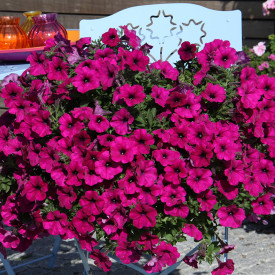 AlpeTunia® Dark Purple (3)