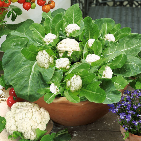 Multiflora, květák