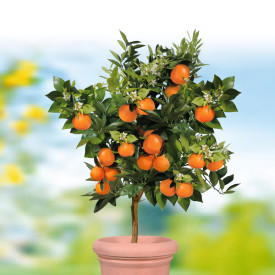 Pomerančovník Palermo