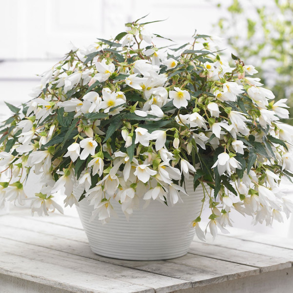 Begónie Beauvilia, White (3)