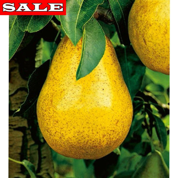 Hrušeň Wiliamsova, volné kořeny