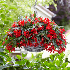 Begónie Beauvilia® , Red (1)