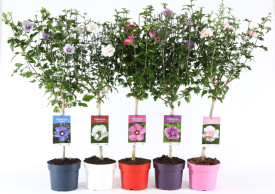 Ibišek syrský stromek, mix barev