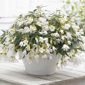 Begónie Beauvilia, White (3)