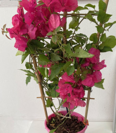 Bougainvillea - vícebarevná